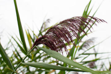 Close up of a  cattail