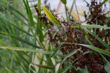 A plant growing near a river
