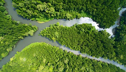 Lush mangrove forest from above