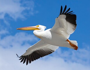 Majestic pelican soaring through a vibrant sky
