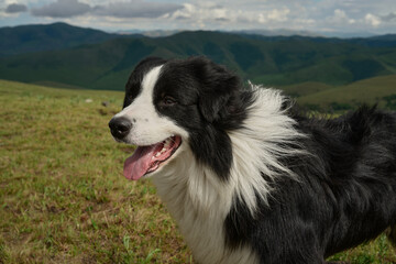 A Beautiful Border Collie Dog Standing Proudly in a Grassy Field with Mountains in the Background