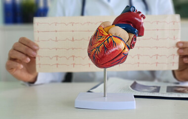 Medical professional holds a paper showing ECG results while examining a vibrant heart