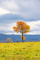 Solitary tree on a meadow at autumn