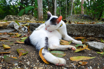 Black and white cat lying comfortably on the ground surrounded by dry fallen leaves in daylight. Domestic Cat Grooming Itself on the ground