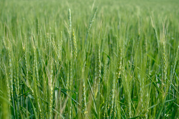 Vast Field of Growing Wheat Ready for Harvest in the Summer Sunshine