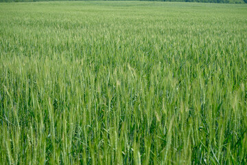Vast green agricultural field stretching towards the horizon under a clear sky showcasing healthy crop growth