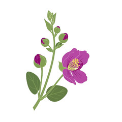 Detailed Purple Flower with Green Stem and Buds on White Background Botanical Illustration