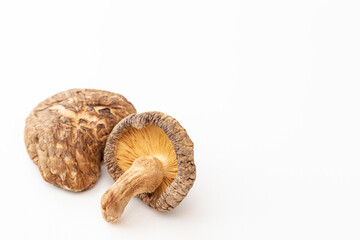 干し椎茸　白バック