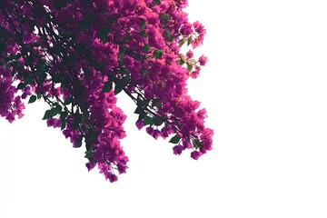 Magenta Blooms Against White Sky