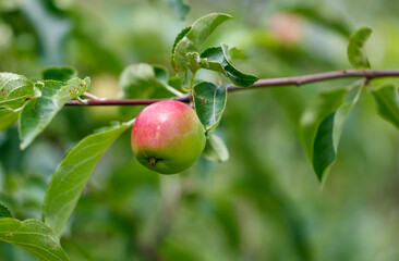 A green apple is hanging from a tree branch