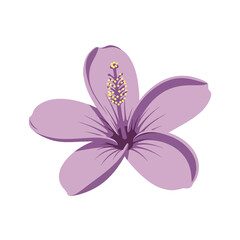 Isolated Lilac Flower Blossom with Yellow Center Showing Stamens Pistils in Macro Photography on White Background