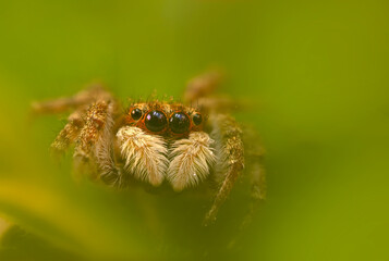 The most adorable of spiders; the jumping spider. A close-up photo of a jumping spider. Natural background.
