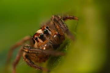 The most adorable of spiders; the jumping spider. A close-up photo of a jumping spider. Natural...