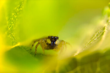 Naklejka premium The most adorable of spiders; the jumping spider. A close-up photo of a jumping spider. Natural background.