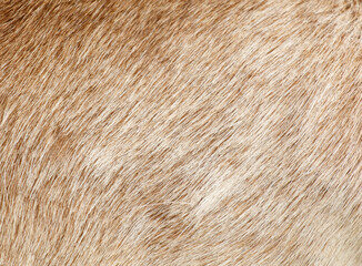 The fur of a dog is shown in a close up