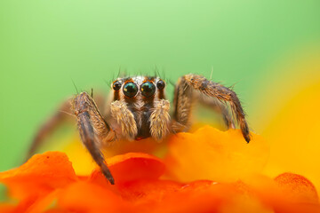 The most adorable of spiders; the jumping spider. A close-up photo of a jumping spider. Natural...