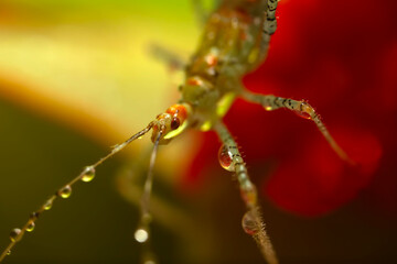 The most adorable of spiders; the jumping spider. A close-up photo of a jumping spider. Natural background.