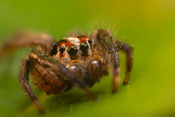 The most adorable of spiders; the jumping spider. A close-up photo of a jumping spider. Natural...