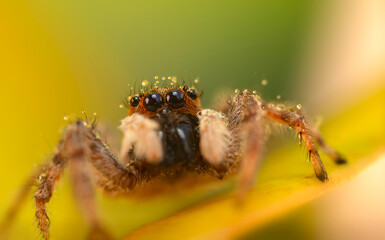 The most adorable of spiders; the jumping spider. A close-up photo of a jumping spider. Natural background.