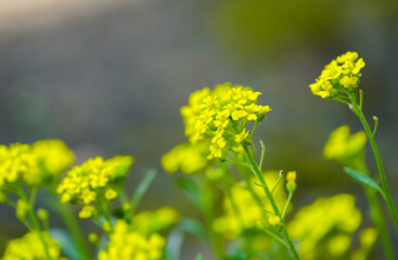 Yellow blossom of the rock alyssum. Close-up of the flowering plant.
