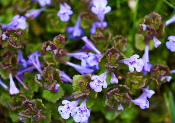 Purple flowers of ground ivy. Close-up of the flowering plant.
