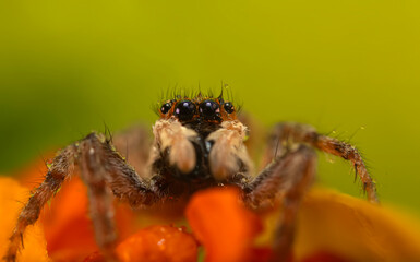 The most adorable of spiders; the jumping spider. A close-up photo of a jumping spider. Natural...