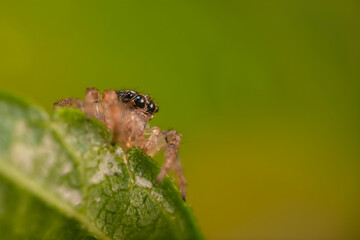 The most adorable of spiders; the jumping spider. A close-up photo of a jumping spider. Natural background.