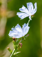 Two white flowers with brown tips