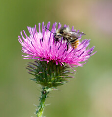 A bee is sitting on a purple flower