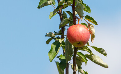 Red apple is hanging from a tree