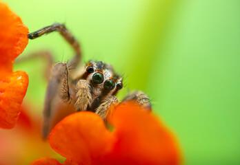 The most adorable of spiders; the jumping spider. A close-up photo of a jumping spider. Natural background.