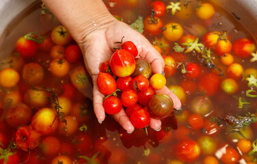 Hand is holding a bunch of tomatoes in a bowl of water