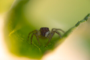 The most adorable of spiders; the jumping spider. A close-up photo of a jumping spider. Natural background.