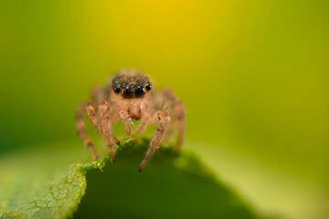 The most adorable of spiders; the jumping spider. A close-up photo of a jumping spider. Natural background.
