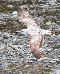 A seagull bird in flight over water