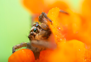 The most adorable of spiders; the jumping spider. A close-up photo of a jumping spider. Natural...