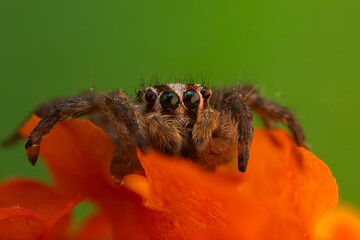 The most adorable of spiders; the jumping spider. A close-up photo of a jumping spider. Natural...