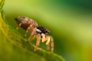 The most adorable of spiders; the jumping spider. A close-up photo of a jumping spider. Natural background.