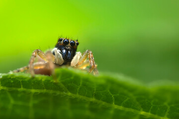 The most adorable of spiders; the jumping spider. A close-up photo of a jumping spider. Natural background.