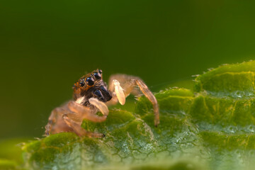The most adorable of spiders; the jumping spider. A close-up photo of a jumping spider. Natural background.