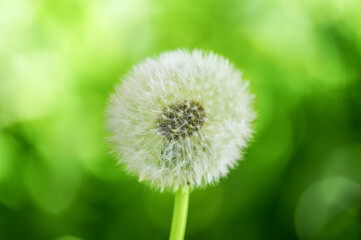 Close-up of dandelion seeds against a green background.
