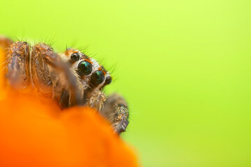 The most adorable of spiders; the jumping spider. A close-up photo of a jumping spider. Natural background.