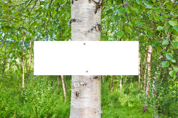 BLANK WHITE SIGN ON BIRCH TREE IN GREEN FOREST - Empty board template in nature background with...