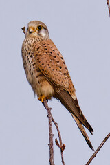 falke