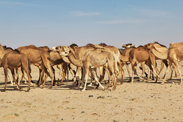 Camels in the Sahara Desert in Mauritania