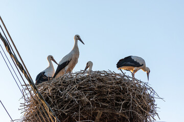 Stork nesting on blue sky background