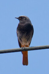 vogel