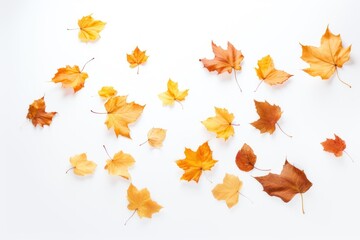 Autumn leaves scattered on white
