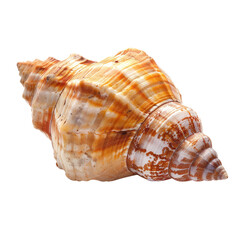 Fototapeta premium Close-up seashell, intricate design