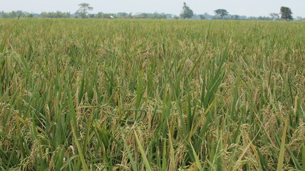 expanse of green rice fields ready for harvest in the tropical country of Indonesia